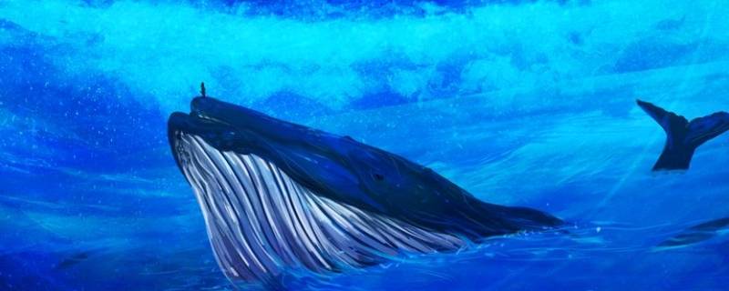 鲸的叫声被称为什么 鲸鱼的叫声的含义是什么