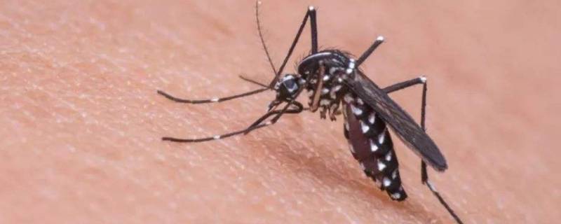 蚊子为什么吸血 蚊子为什么要吸血