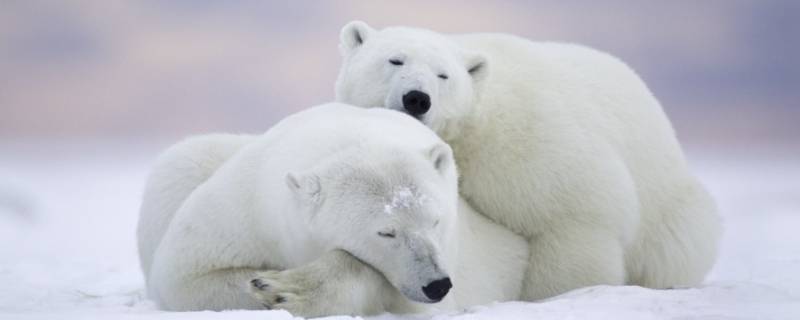北极熊和企鹅能不能生活在一个地方 北极熊和企鹅能不能生活在一个地方幽默的解释