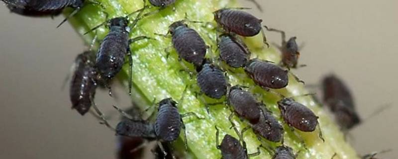 蚜虫主要集中于什么地区（蚜虫的分布类型）