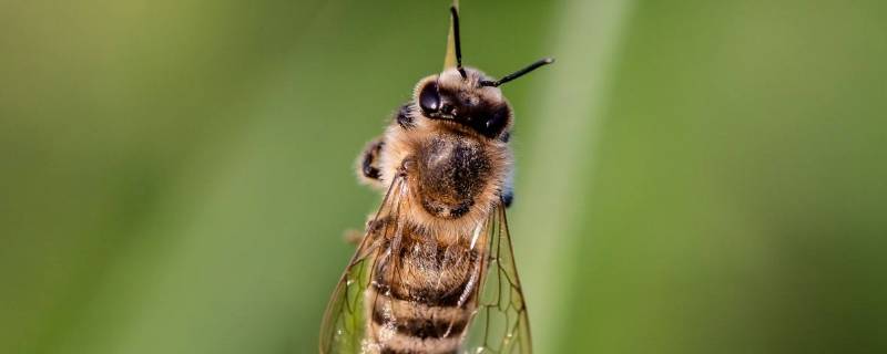 冬天有蜜蜂出来吗（冬天蜜蜂都去哪里了）