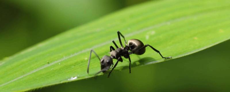 蚂蚁是什么目 蚂蚁是什么目的昆虫