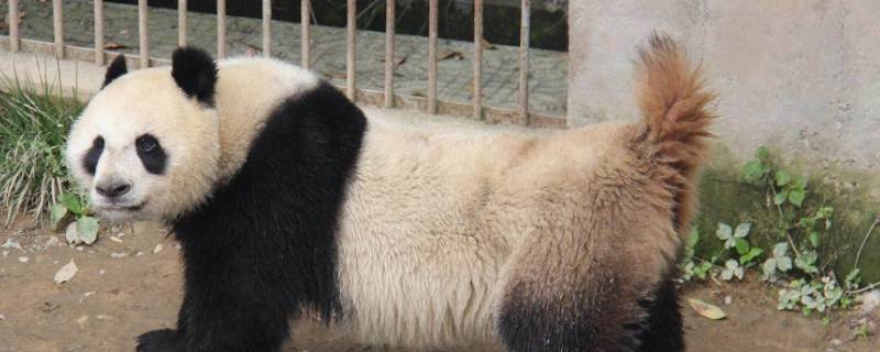 熊猫的尾巴有多长 小熊猫的尾巴有多长