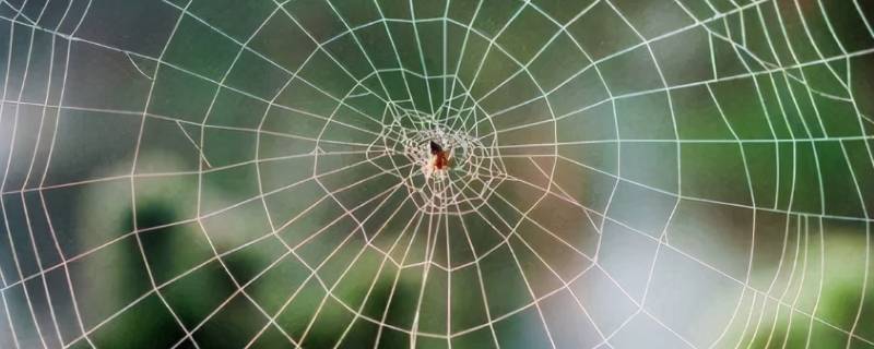 蜘蛛为什么能把网结在空中 蜘蛛为什么能把网结在空中用自己的话说一说