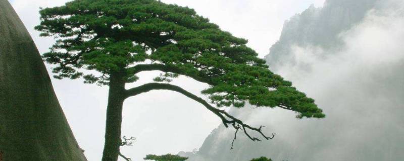 松树象征着什么 松树象征着什么意义