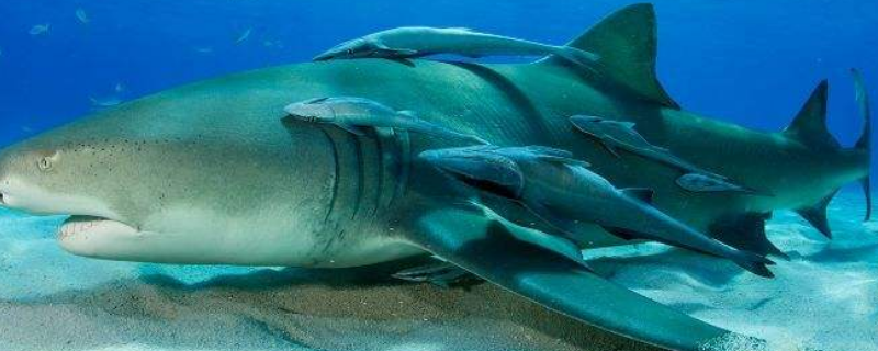 吸盘鲨为什么吸在鲨鱼身上（吸盘鱼和鲨鱼是什么关系）