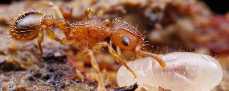 家里有黄蚂蚁怎么能彻底消灭 家里的黄蚂蚁怎么消灭