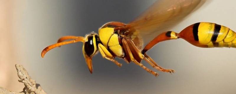 黄蜂的身体有黑黄相间的醒目条纹叫做什么
