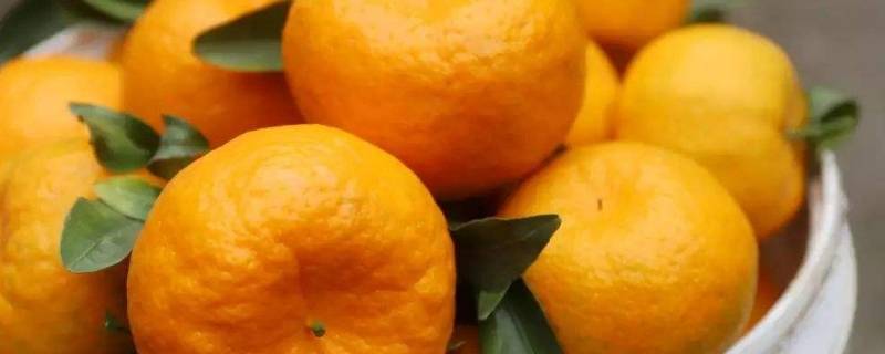 橘子和橙子杂交出来的是什么水果（橘子和橙子杂交出来的是什么水果图片）