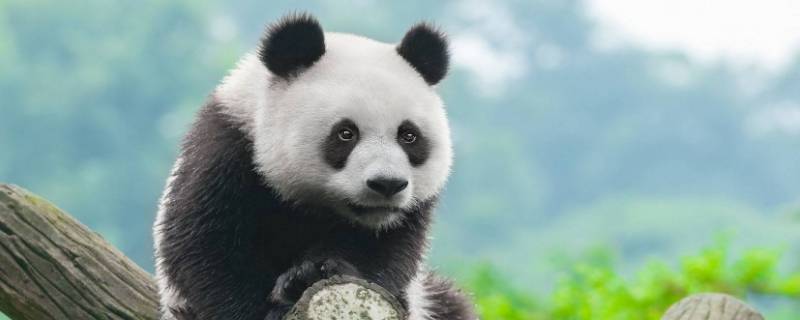 熊猫是什么科 熊猫是什么科属的动物