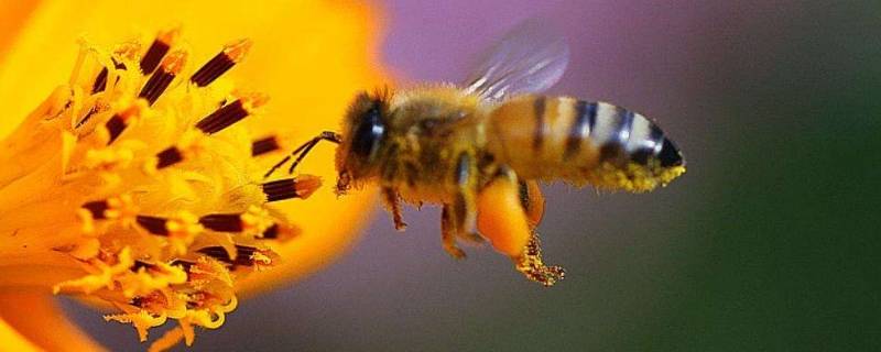 蜜蜂是节肢动物吗（蜜蜂是软体动物蜜蜂是节肢动物吗）