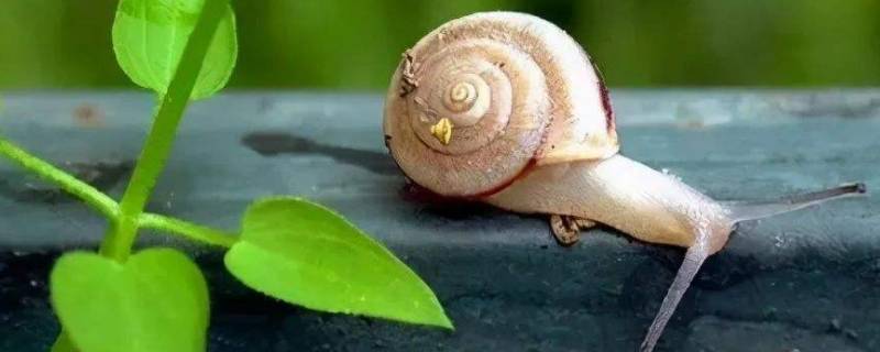 蜗牛要冬眠吗 蜗牛必须冬眠吗