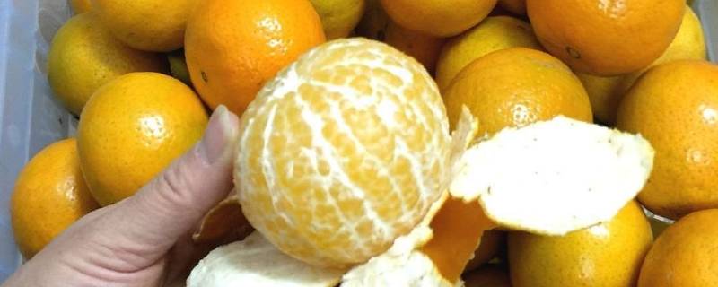很大的橘子是什么橘（很大的橘子是什么橘子）