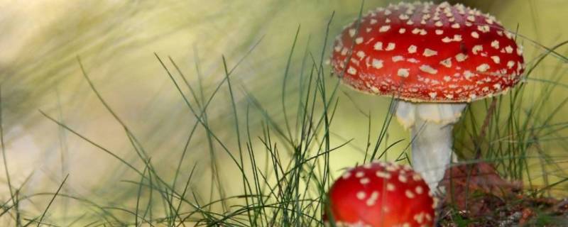 什么是迷幻毒蘑菇中的主要成分 毒品魔幻蘑菇的主要成分