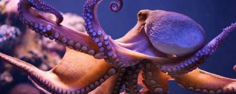 大章鱼为何经常被描绘成海妖（大章鱼为什么经常被描绘成海妖）