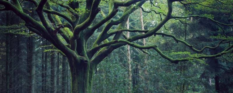 一亩森林有多少碳汇（一亩森林有多少碳汇评估）