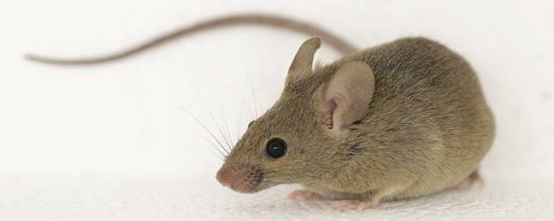 褐家鼠和小家鼠的区别 褐家鼠和老鼠