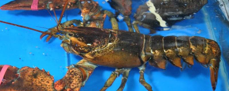 波士顿龙虾活的怎么保存 澳洲龙虾活的怎么保存