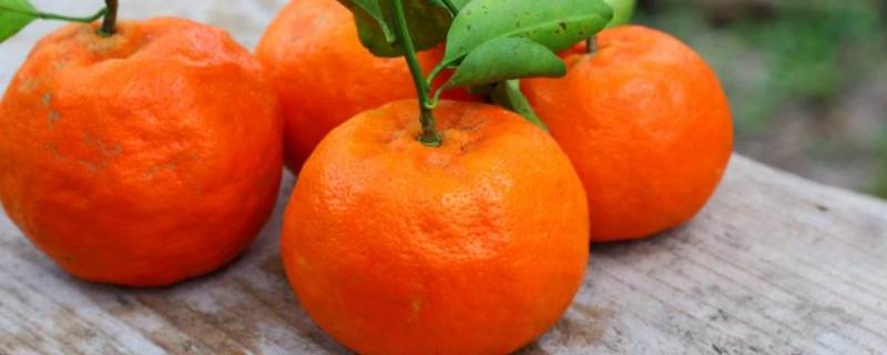 橘子的保存方法 橘子的保存方法和选购技巧