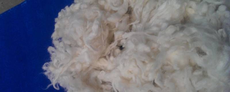 丝光羊毛和羊毛的区别 丝光羊毛是羊毛吗