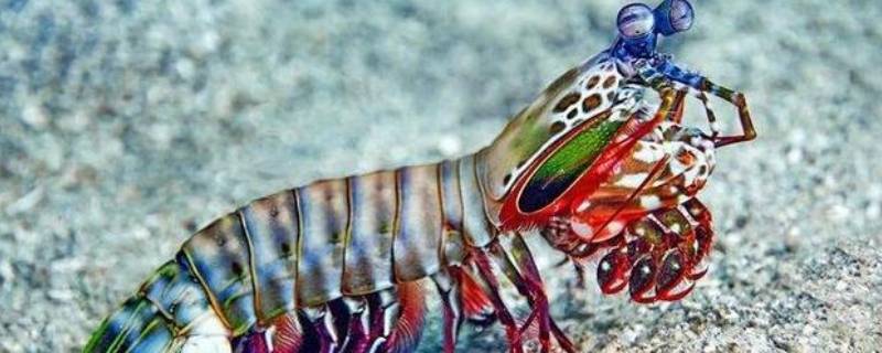 螳螂虾的威力有多大 螳螂虾的威力有多大图