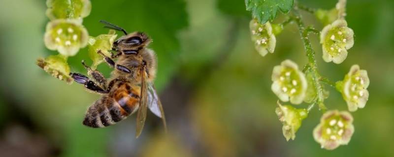 昆虫记中蜜蜂被称为（蜜蜂在昆虫记被誉为什么）