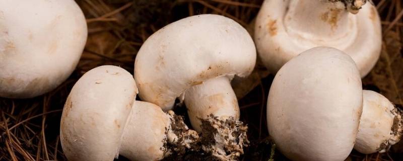 白色的蘑菇叫什么 圆圆的白色的蘑菇叫什么