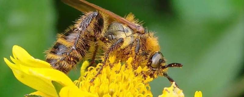 在土里筑巢的蜂叫什么 把巢筑在土里的是什么蜂