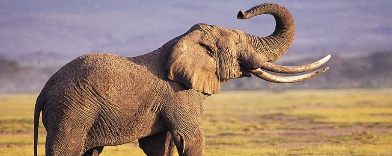 大象重量 大象重量是多少