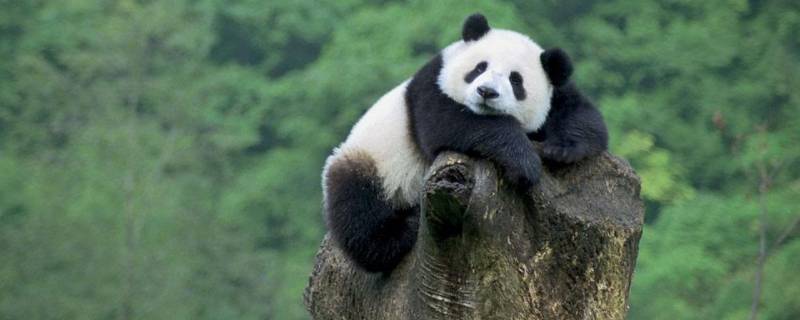 大熊猫是什么科的动物（大熊猫是什么科的动物?）