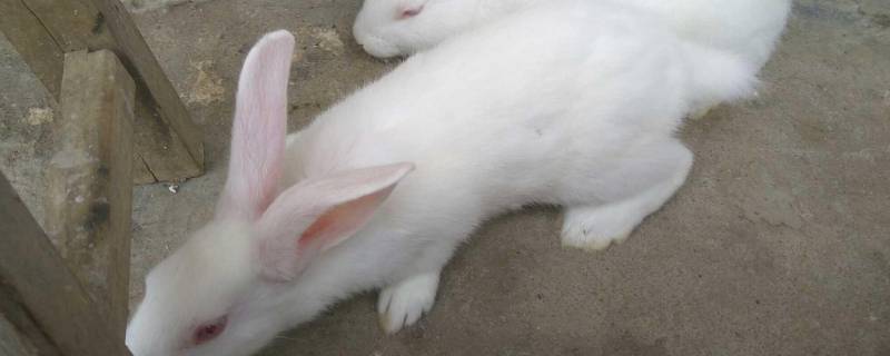 小白兔特点和特性（小白兔特点和特性写的图片）