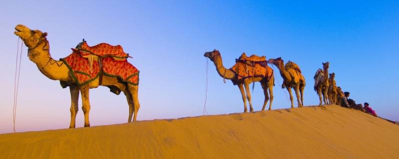 骆驼只有双驼峰一种对吗 骆驼的单驼峰和双驼峰