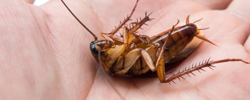 上海大蟑螂怎么处理 上海的蟑螂用什么方法能灭掉