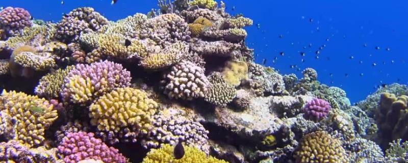 珊瑚礁有哪三种（珊瑚礁分为哪三种）