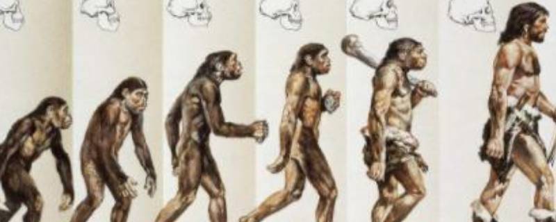 人是猴子进化来的吗（人是猴子进化来的吗文言文）