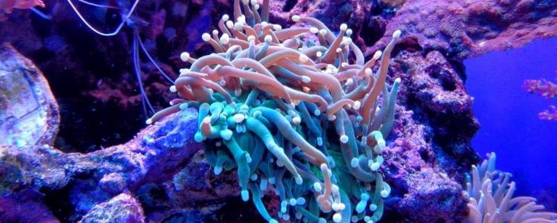 珊瑚属于生物吗（珊瑚属于生物吗,理由）