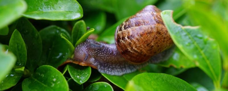 触碰蜗牛的触角蜗牛会有什么反应 触碰蜗牛的触角蜗牛会有什么反应吗