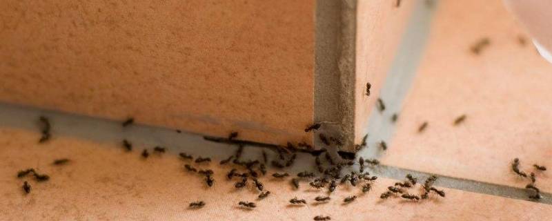 室内蚂蚁怎么根除 怎样消除室内蚂蚁