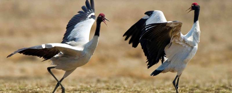 黑颈鹤白鹤国家几级保护动物 黑颈鹤白鹤为国家几级保护动物