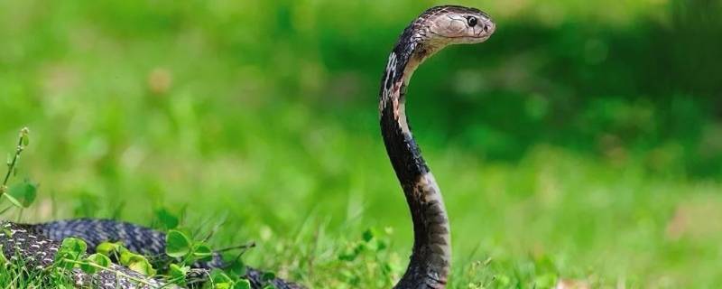 蛇是雌雄同体动物吗（雌蛇和雄蛇的区别）