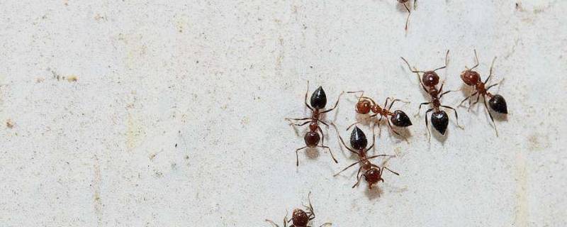 怎么消灭家里的蚂蚁 怎么消灭家里的蚂蚁?