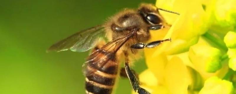 蜜蜂的外形（蜜蜂的外形特点描写20字）