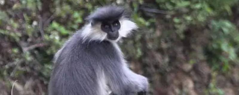 戴帽叶猴属于国家几级重点保护野生动物
