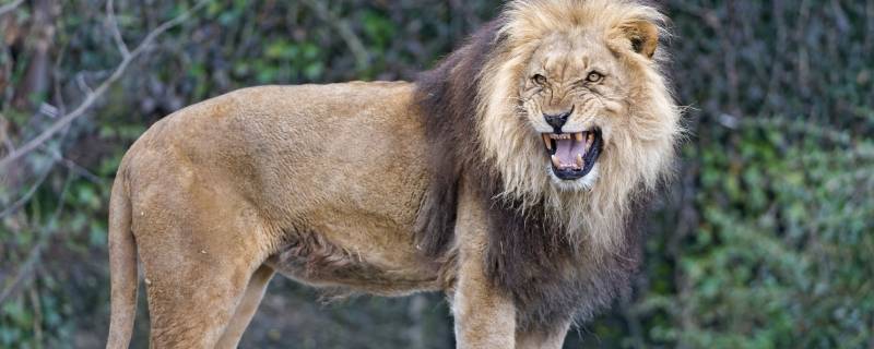 狮子是几级保护动物 狮子是一级保护动物还是二级保护动物