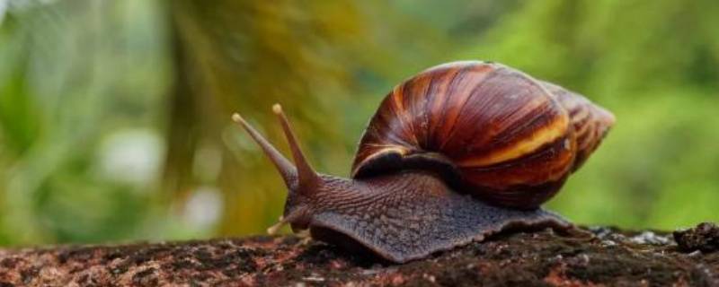 非洲大蜗牛能养吗 人工繁殖的非洲大蜗牛能养吗