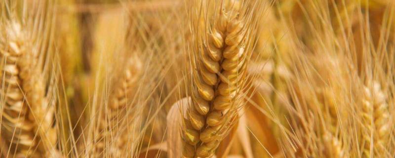 小麦千粒重一般是多少克（一袋小麦重多少千克）