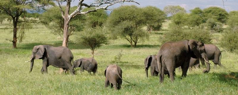 大象的尾巴有多长（大象的尾巴有多长有多粗像什么）
