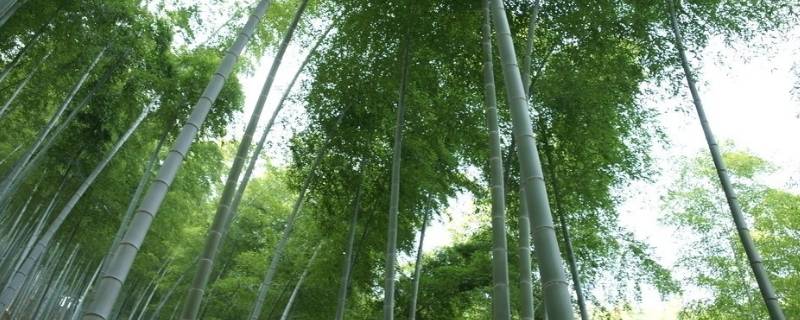 竹子的品质像什么人 竹子的品质像什么人200字