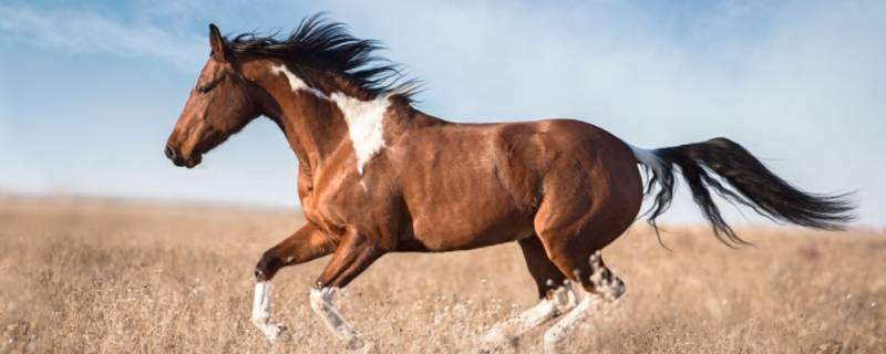 马的外貌特点描写 马的外貌特点描写100字