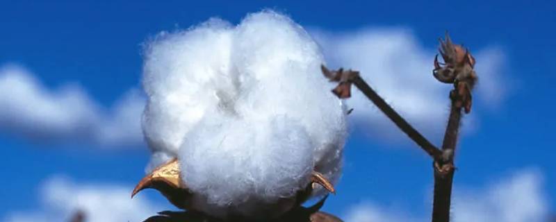 棉花可以水洗吗 可水洗的棉花是棉花吗